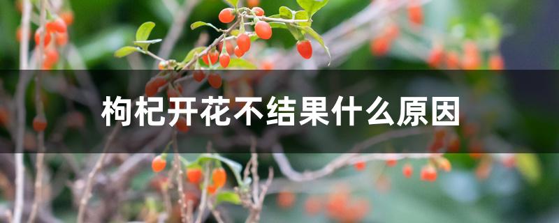 枸杞开花不结果什么原因