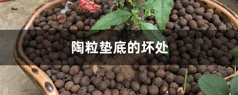 陶粒垫底的坏处