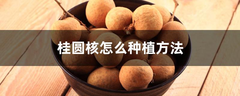 桂圆核怎么种植方法