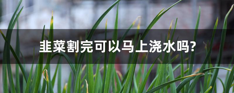 韭菜割完可以马上浇水吗?