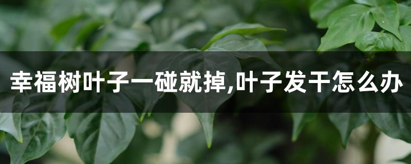 幸福树叶子一碰就掉,叶子发干怎么办 幸福树叶子一碰就掉,叶子发干怎么办