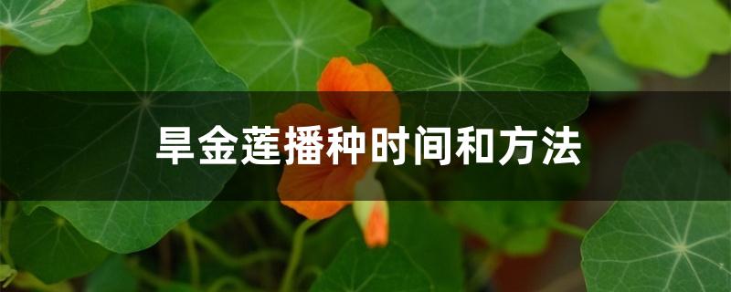 旱金莲播种时间和方法