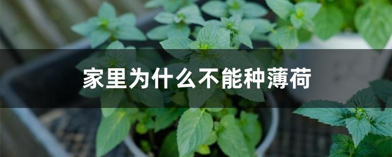 家里为什么不能种薄荷