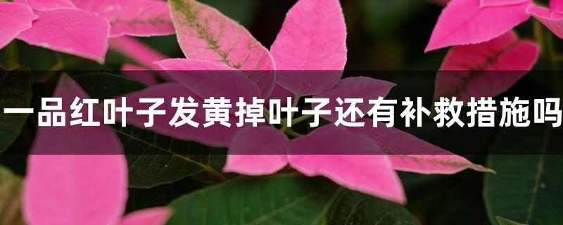 一品红叶子发黄掉叶子还有补救措施吗 一品红叶子发黄掉叶子还有补救措施吗