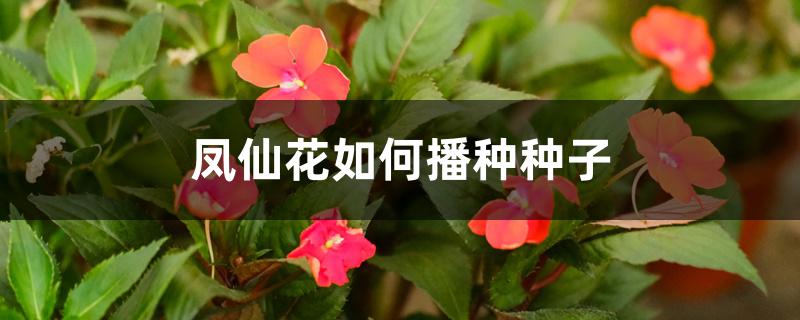 凤仙花如何播种种子