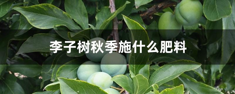 李子树秋季施什么肥料