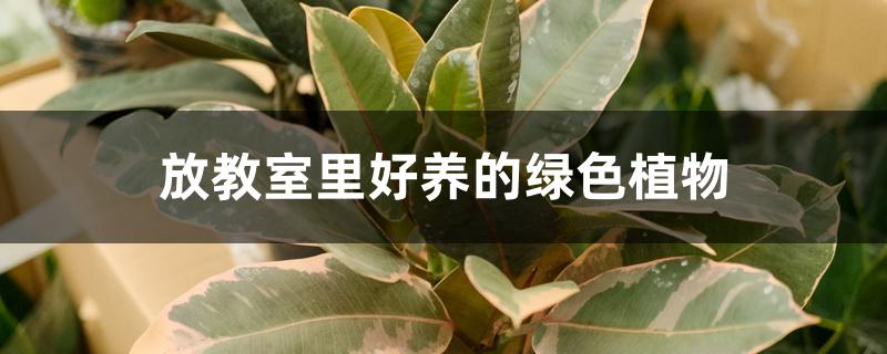 放教室里好养的绿色植物