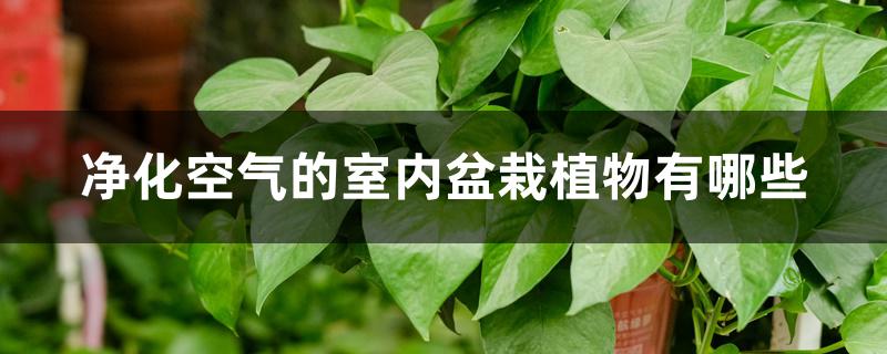 净化空气的室内盆栽植物有哪些