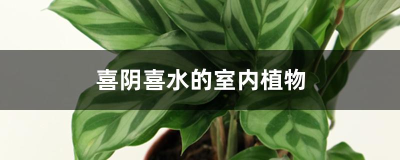 喜阴喜水的室内植物