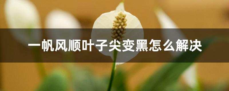 一帆风顺叶子尖变黑怎么解决 一帆风顺叶子尖变黑怎么解决
