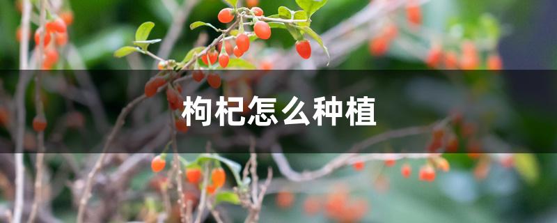 枸杞怎么种植