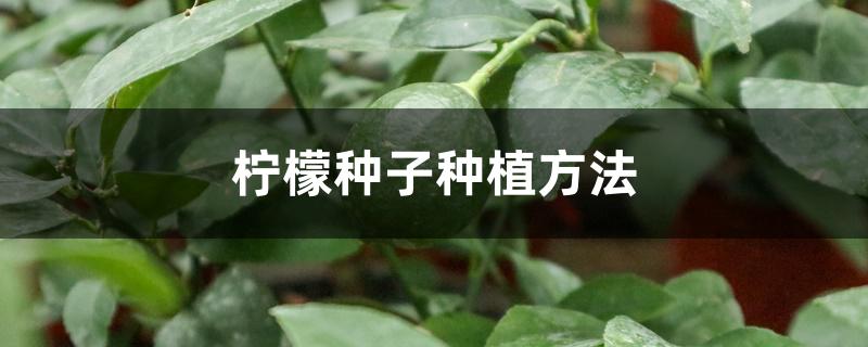 柠檬种子种植方法