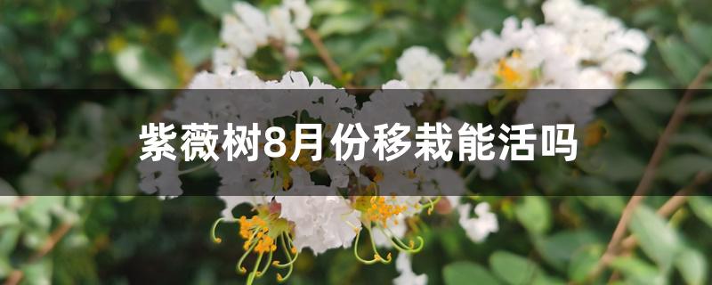 紫薇树8月份移栽能活吗