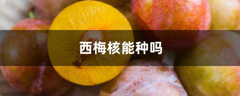 西梅核能种吗