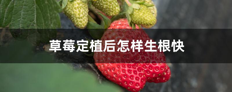 草莓定植后怎样生根快