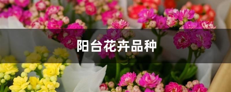 阳台花卉品种