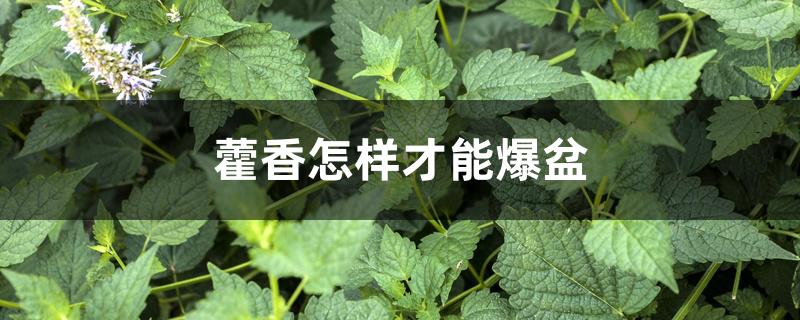 藿香怎样才能爆盆