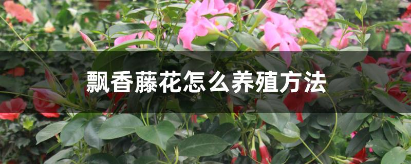 飘香藤花怎么养殖方法