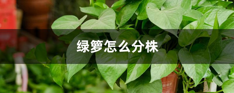 绿萝怎么分株