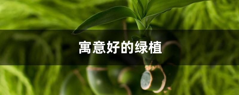 寓意好的绿植 寓意好的绿植