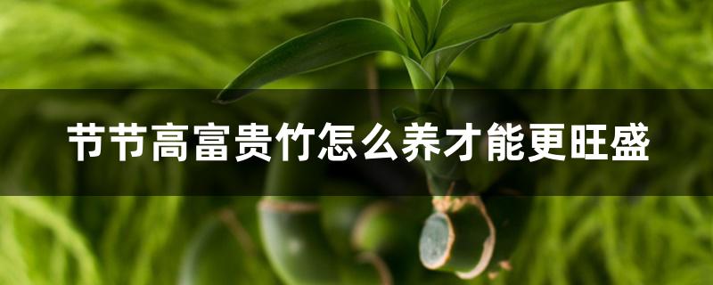 节节高富贵竹怎么养才能更旺盛