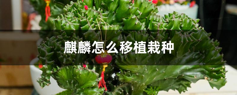 麒麟怎么移植栽种