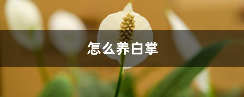 怎么养白掌