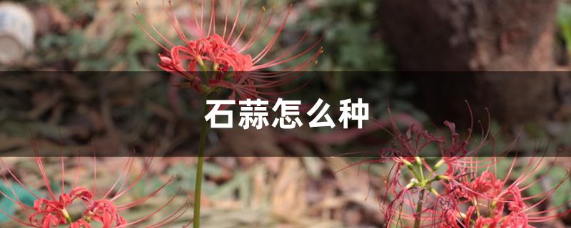 石蒜怎么种