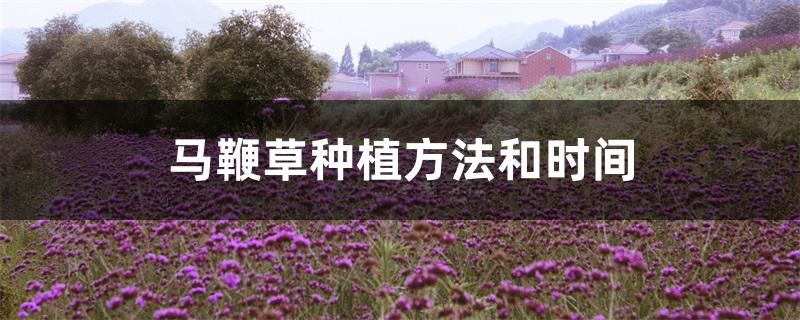 马鞭草种植方法和时间