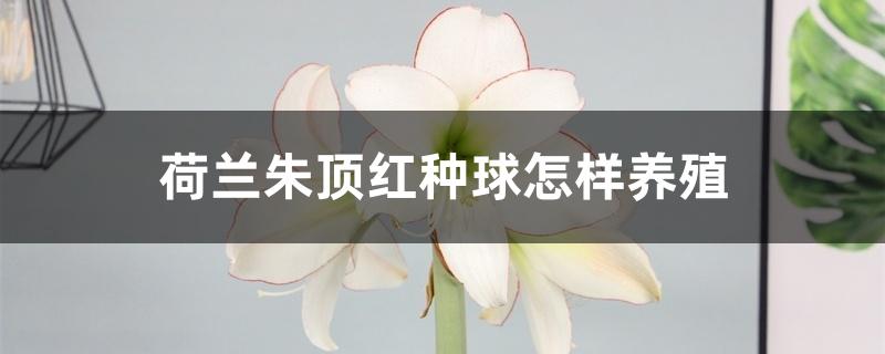 荷兰朱顶红种球怎样养殖