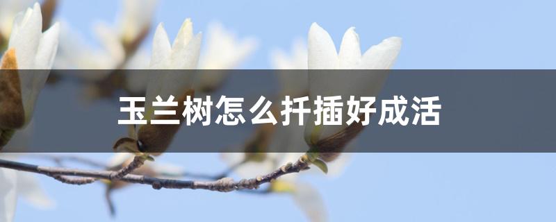 白玉兰扦插