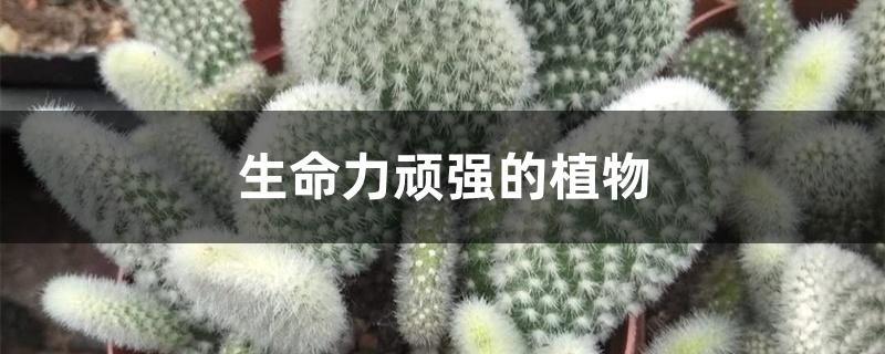 生命力顽强的植物