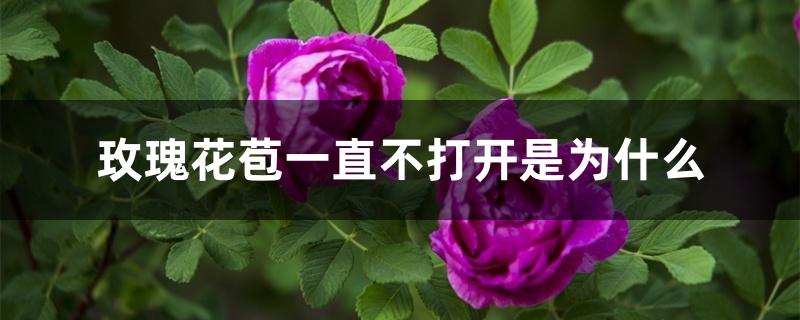 玫瑰花苞一直不打开是为什么