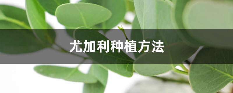 尤加利种植方法