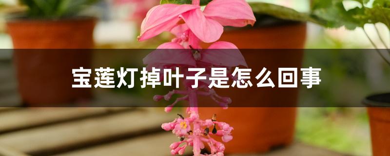 宝莲灯掉叶子是怎么回事