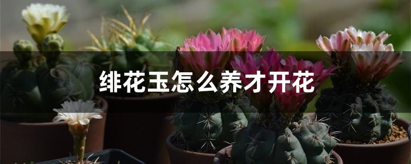 绯花玉怎么养才开花 绯花玉怎么养才开花