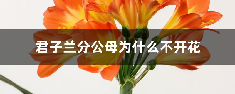 君子兰分公母为什么不开花