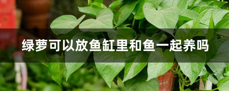 绿萝可以放鱼缸里和鱼一起养吗 绿萝可以放鱼缸里和鱼一起养吗
