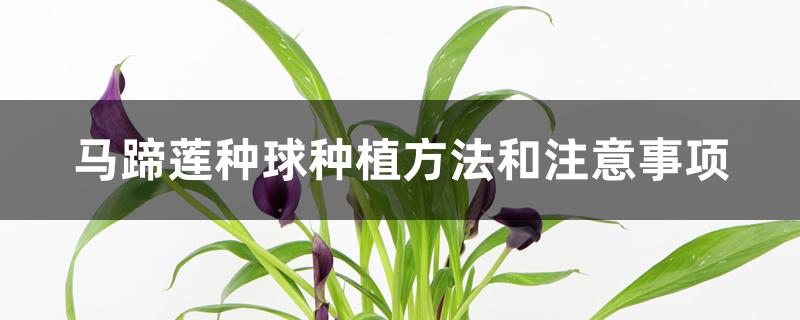 马蹄莲种球种植方法和注意事项