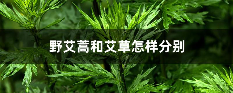 野艾蒿和艾草怎样分别