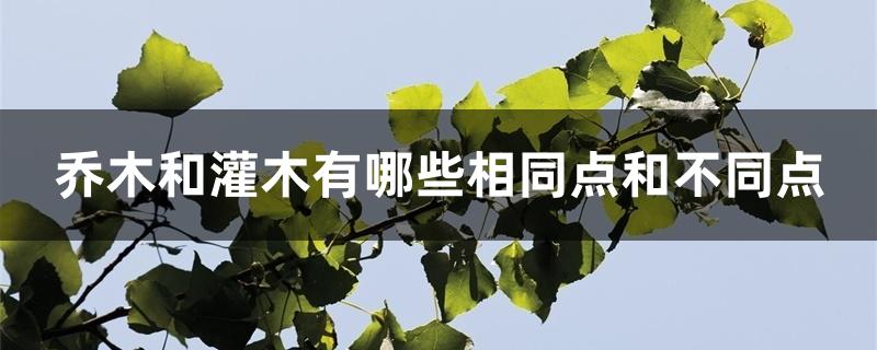 乔木和灌木有哪些相同点和不同点