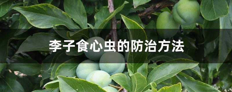 李子食心虫的防治方法