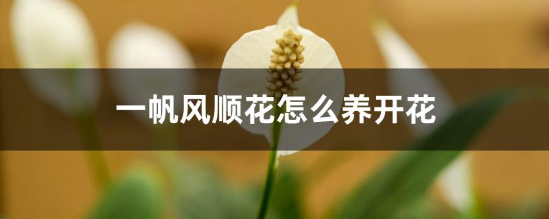 一帆风顺花怎么养开花