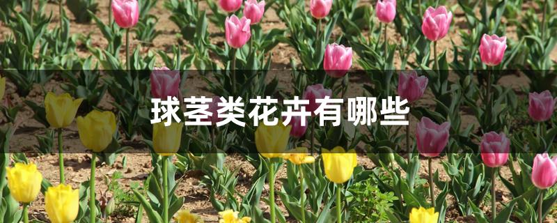 球茎类花卉有哪些
