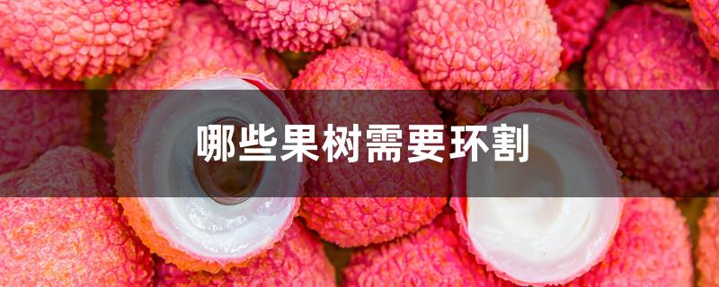 哪些果树需要环割 哪些果树需要环割