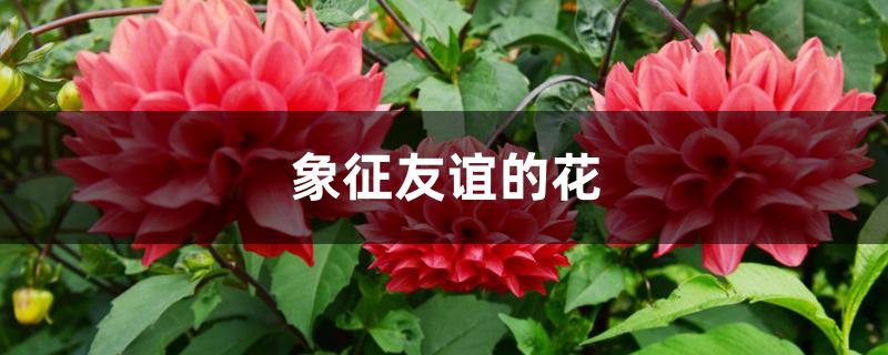 象征友谊的花