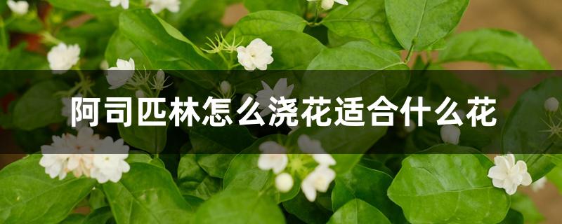 阿司匹林怎么浇花适合什么花