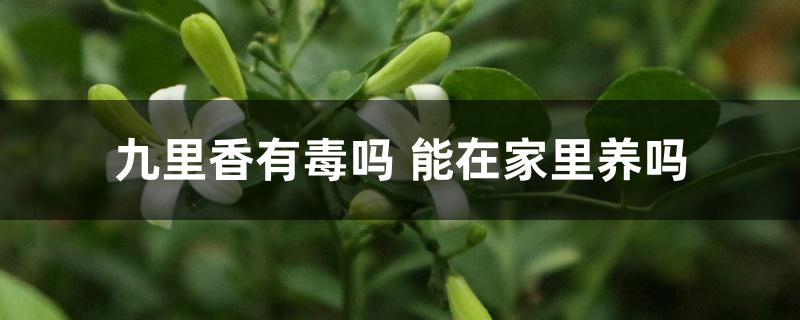 九里香有毒吗 能在家里养吗