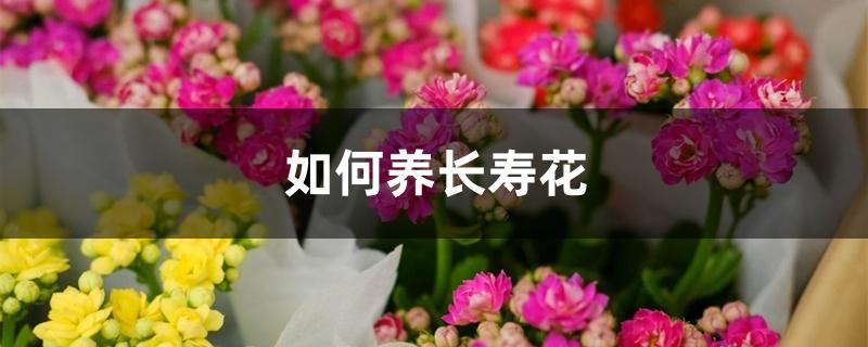 如何养长寿花