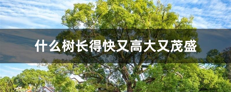 什么树长得快又高大又茂盛